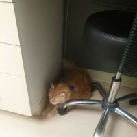 Green Valley Veterinary Hospital ico