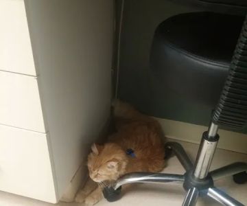 Green Valley Veterinary Hospital