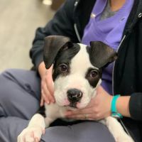 Cranberry Veterinary Hospital ico