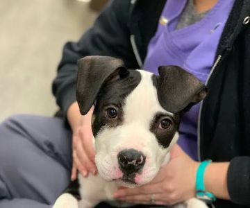 Cranberry Veterinary Hospital