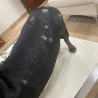 Steubenville Veterinary Hospital ico