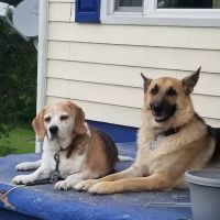 Wintersville Veterinary Hospital ico