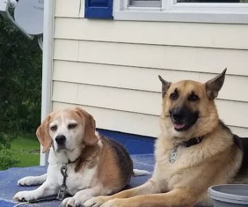 Wintersville Veterinary Hospital