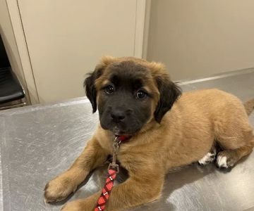 Jefferson County Humane Society Veterinarian Clinic