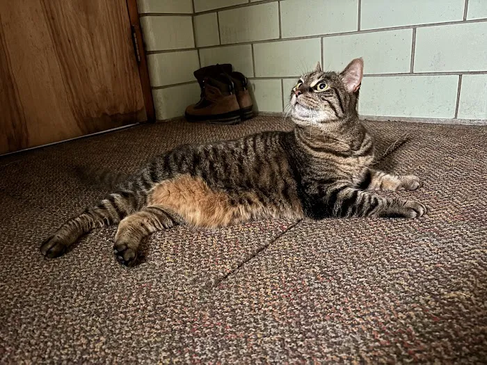 Community Care Animal Hospital 8
