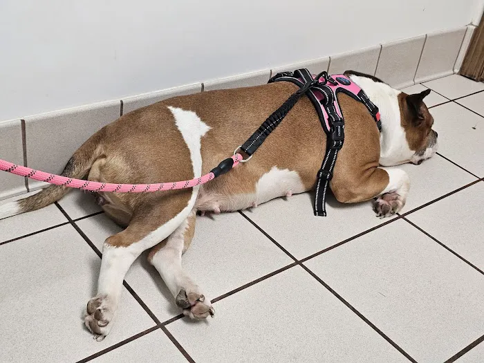 Community Care Animal Hospital 1