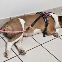 Community Care Animal Hospital ico