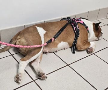 Community Care Animal Hospital