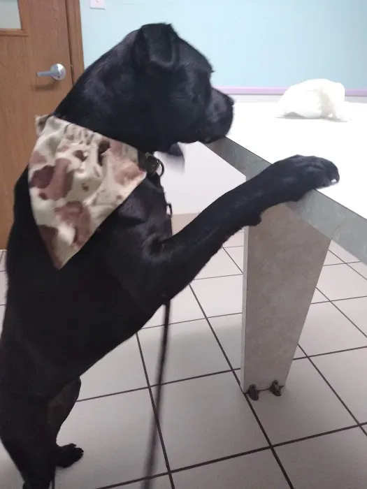 Community Care Animal Hospital 2