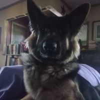 Liberty Veterinary Hospital- Parks Troy J DVM ico