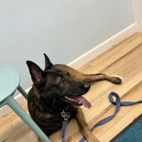 Animal Wellness and Healing Center ico