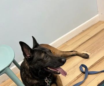 Animal Wellness and Healing Center