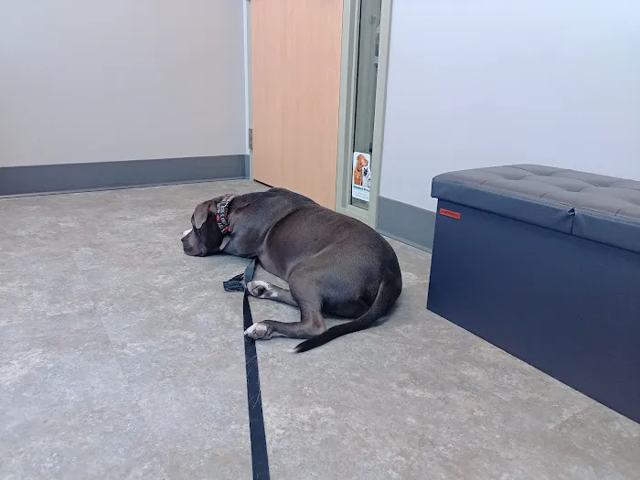 Animal Wellness and Healing Center 9