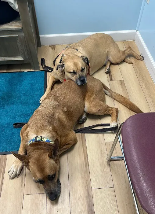 Animal Wellness and Healing Center 4
