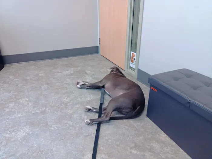 Animal Wellness and Healing Center 8