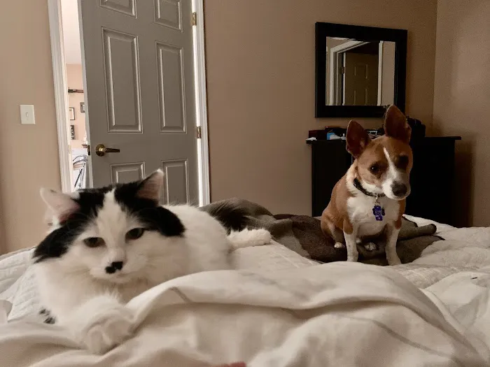 Pets in Harmony Veterinary Hospital 9