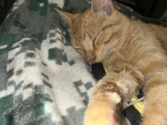 Gustavus Veterinary Services 5