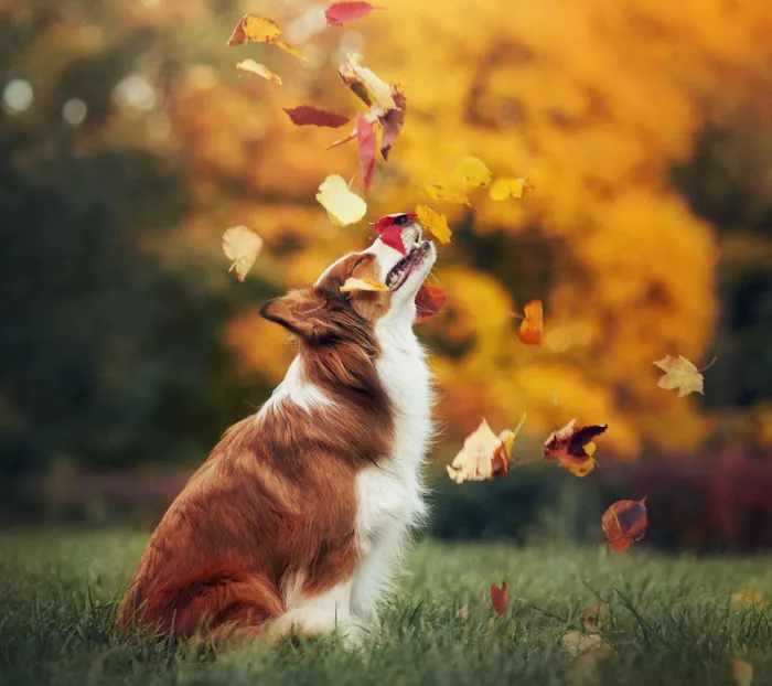 Country Doctor Veterinary Clinic 10