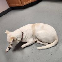 Jefferson Veterinary Clinic ico