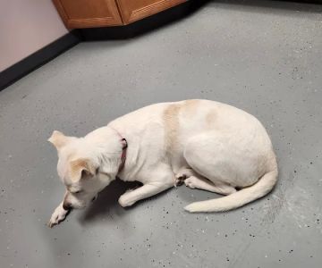 Jefferson Veterinary Clinic