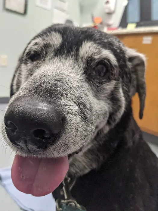 Jefferson Veterinary Clinic 4