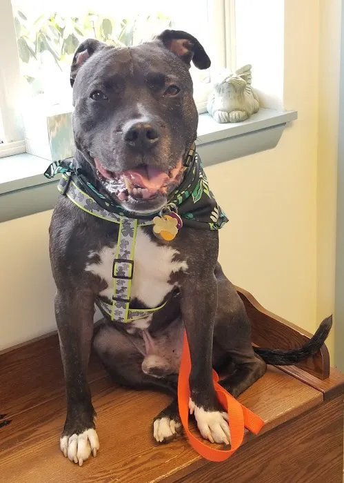 Austinburg Veterinary Clinic 3
