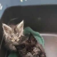Countryside Veterinary Service - Kinsman ico