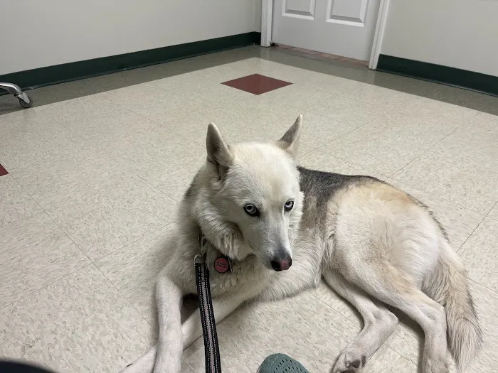 Dogwood Trails Animal Hospital 5