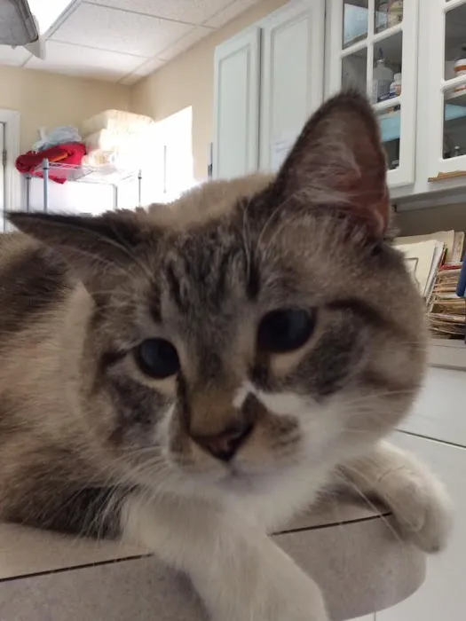 The Cat Clinic of Northwest Arkansas 6