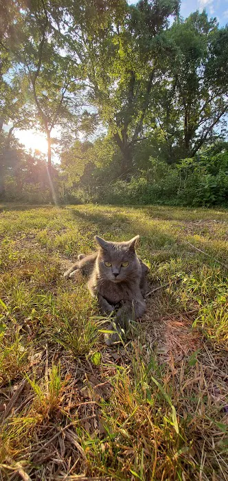 The Cat Clinic of Northwest Arkansas 2