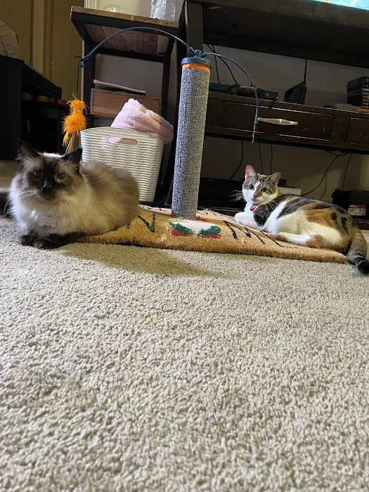 The Cat Clinic of Northwest Arkansas 4