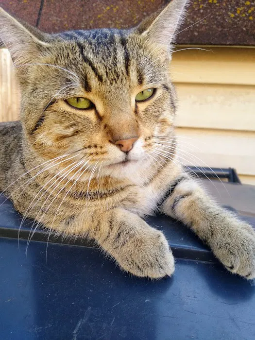The Cat Clinic of Northwest Arkansas 5