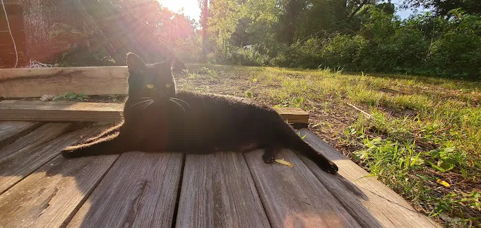 The Cat Clinic of Northwest Arkansas 1