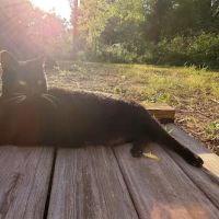 The Cat Clinic of Northwest Arkansas ico