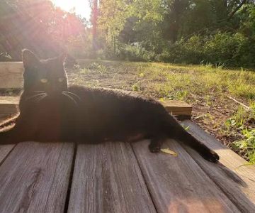 The Cat Clinic of Northwest Arkansas