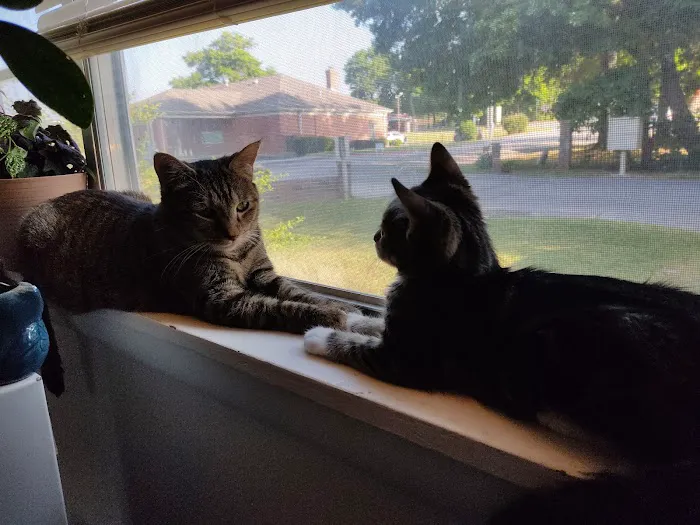 The Cat Clinic of Northwest Arkansas 8