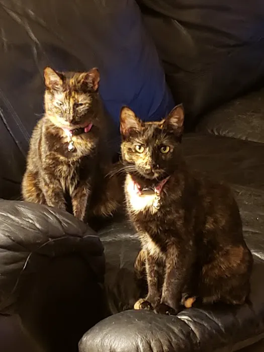 The Cat Clinic of Northwest Arkansas 7
