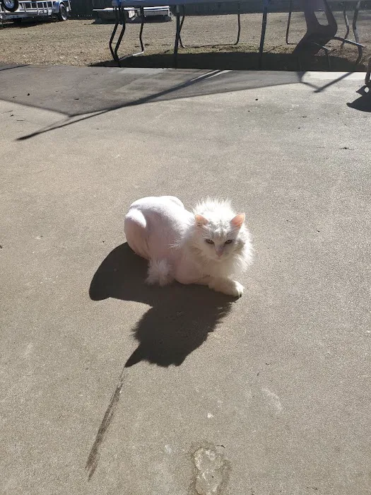 The Cat Clinic of Northwest Arkansas 9