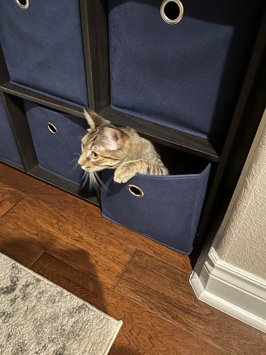 The Cat Clinic of Northwest Arkansas 10