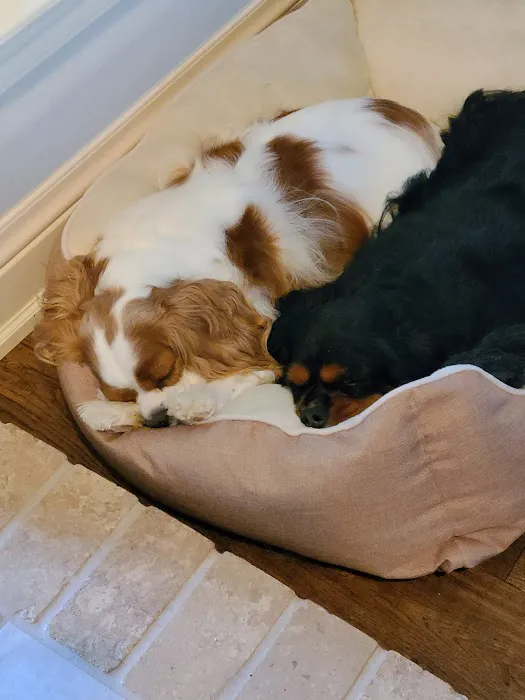 All Dogs Clinic 10
