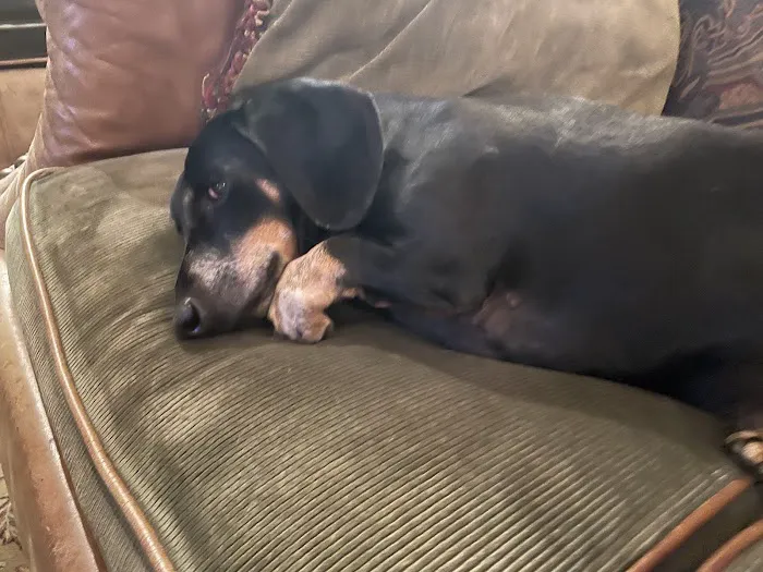 All Dogs Clinic 6