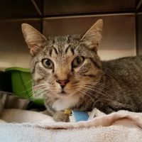 Animal Medical Center Midtown ico