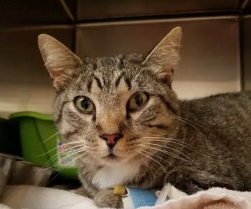 Animal Medical Center Midtown