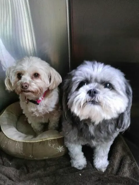 Animal Medical Center Midtown 8