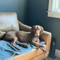 Animal Medical Center at Pinnacle Hills ico