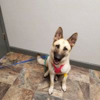 Vinita Veterinary Center ico