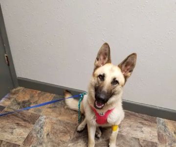 Vinita Veterinary Center