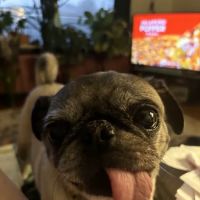 Hometown Pet Care ico