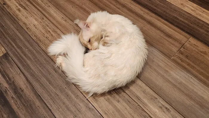 Primrose Maine Coons 5