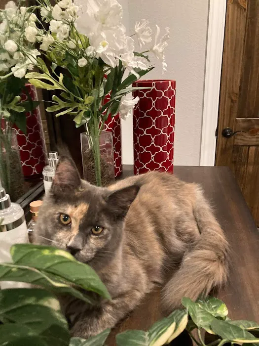 Primrose Maine Coons 8